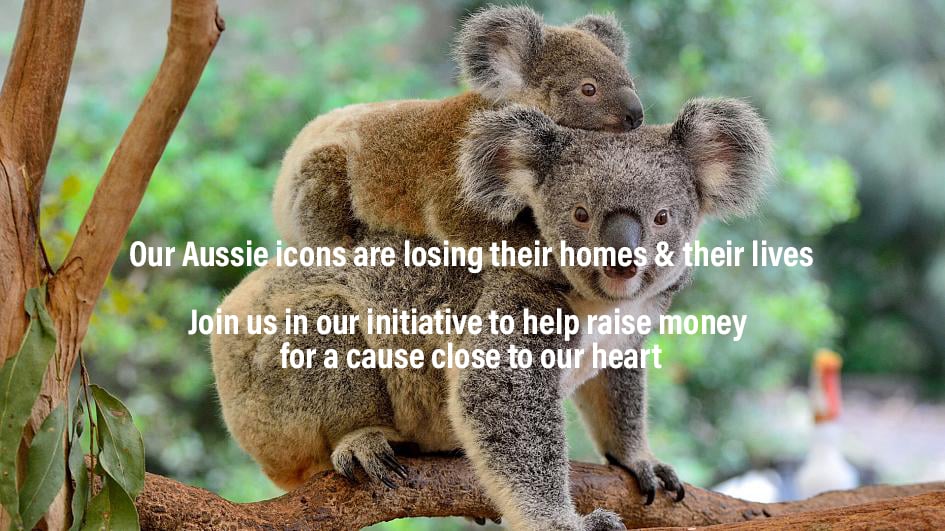 koala image with header.jpg