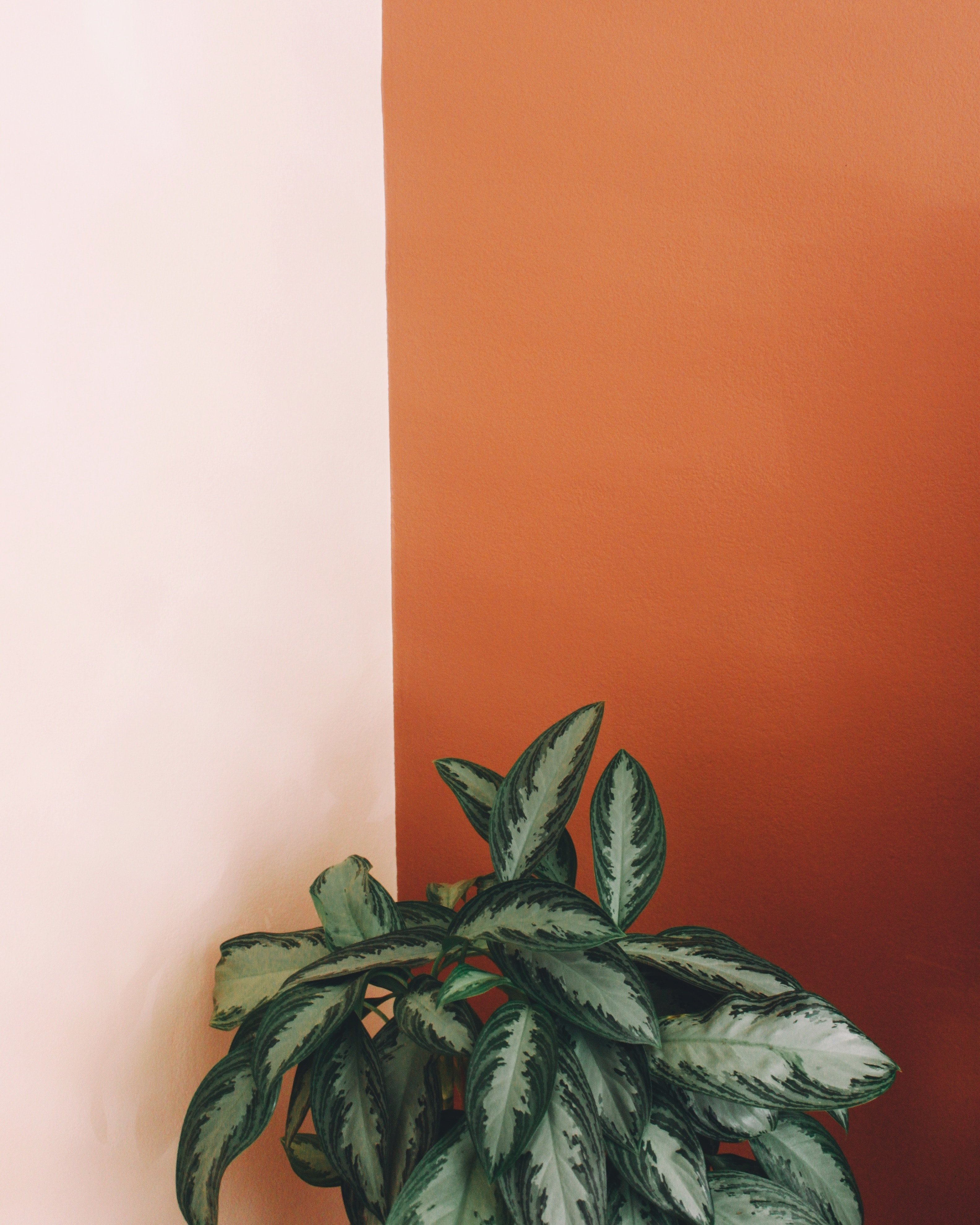 Pantone 2024 Peach Fuzz.jpg